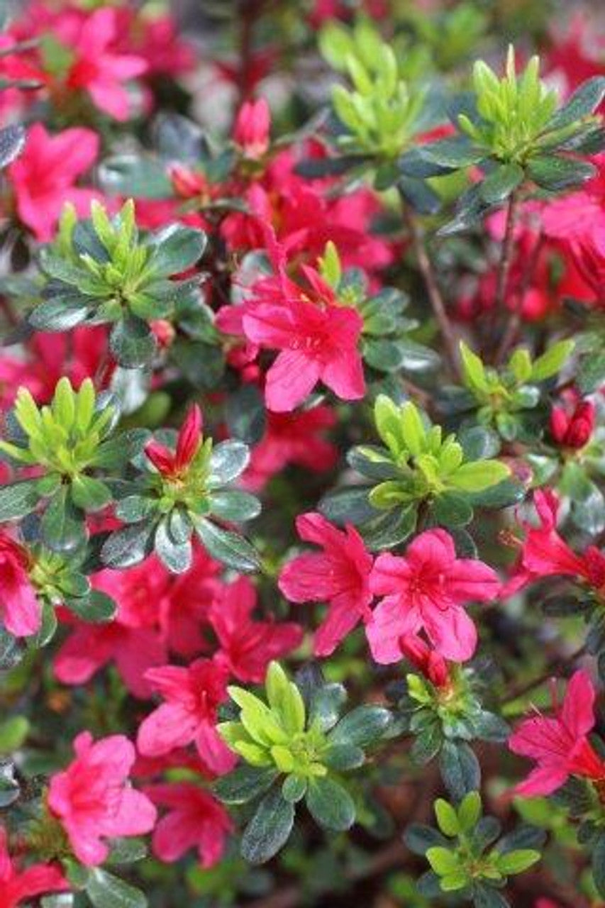 Hino Crimson Azalea – Evergreen Red Spring-Blooming Shrub