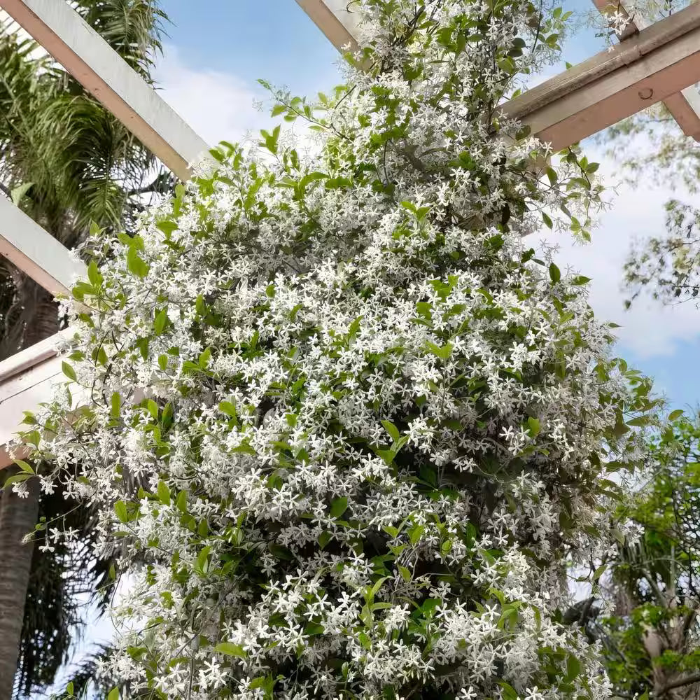 Star Jasmine – Fragrant Evergreen Climbing Vine with White Blooms