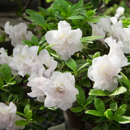 Hardy Gardenia Azalea – Evergreen White Blooming Shrub | Compact Cold-Hardy Azalea for Partial Shade (Zones 6–9)