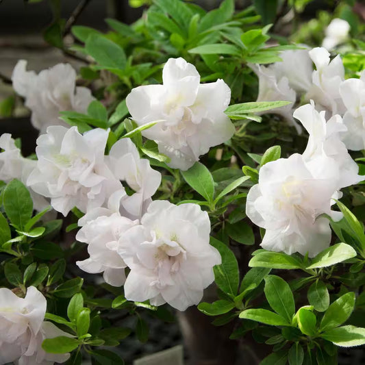 Hardy Gardenia Azalea – Evergreen White Blooming Shrub | Compact Cold-Hardy Azalea for Partial Shade (Zones 6–9)