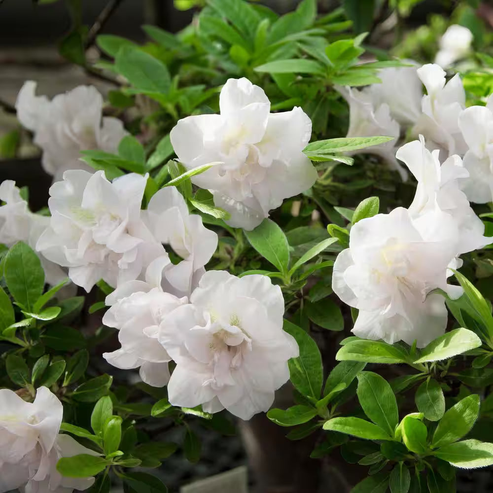 Hardy Gardenia Azalea – Evergreen White Blooming Shrub | Compact Cold-Hardy Azalea for Partial Shade (Zones 6–9)