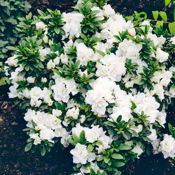 Hardy Gardenia Azalea – Evergreen White Blooming Shrub | Compact Cold-Hardy Azalea for Partial Shade (Zones 6–9)
