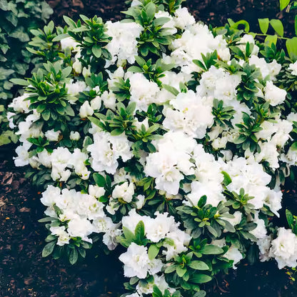 Hardy Gardenia Azalea – Evergreen White Blooming Shrub | Compact Cold-Hardy Azalea for Partial Shade (Zones 6–9)
