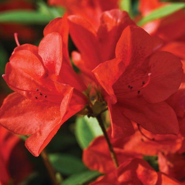 Encore Azalea ‘Autumn Bravo’ – Reblooming Red Evergreen Shrub