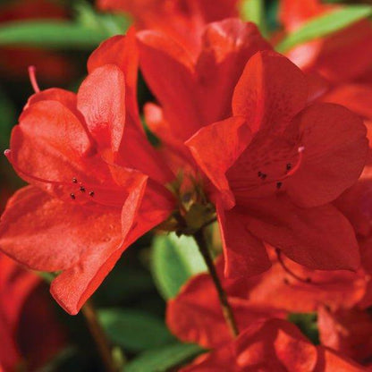 Encore Azalea ‘Autumn Bravo’ – Reblooming Red Evergreen Shrub