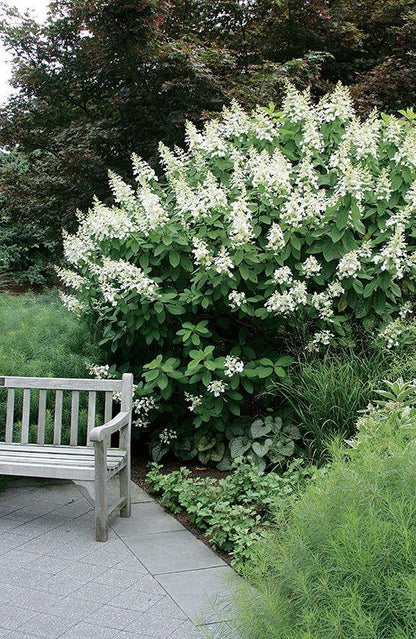 Tardiva Hydrangea Live Plant – Late Blooming White Panicle Hydrangea with Pink Flowers – Hardy Outdoor Shrub