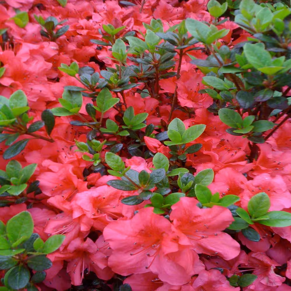 Fashion Azalea – Evergreen Shrub with Pink-Salmon Blooms