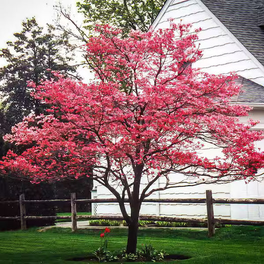 Cherokee Brave Dogwood Tree – Deep Red Flowering Ornamental