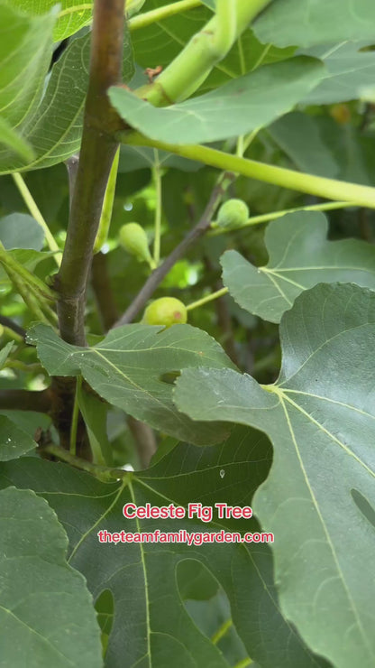Celeste Fig Tree – Sweet Sugar Fig | Cold Hardy & Self-Pollinating Fruit Tree