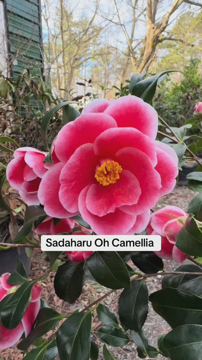 Sadaharu Oh Camellia – Red & White Winter Blooming Evergreen Shrub | Camellia japonica