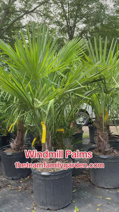 Windmill Palm (Trachycarpus fortunei) – Hardy Outdoor Palm Tree