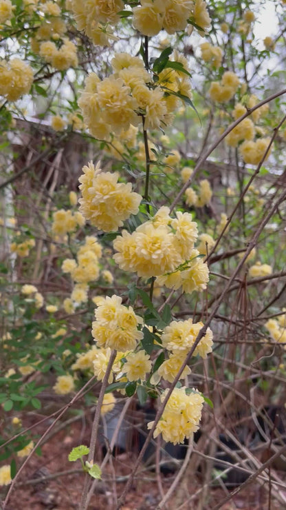 Lady Banks Rose – Thornless Climbing Rose with Cascading Yellow or White Blooms