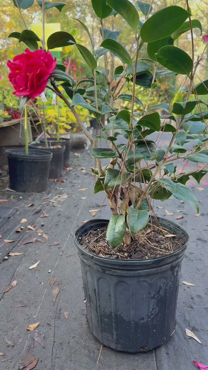 Kramer’s Supreme Camellia Japonica | Large Red Double Flowers