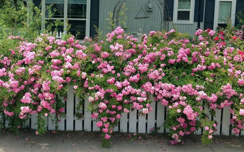 Peggy Martin Climbing Rose – Thornless Pink Hardy Vine Rose for Trellis & Fences