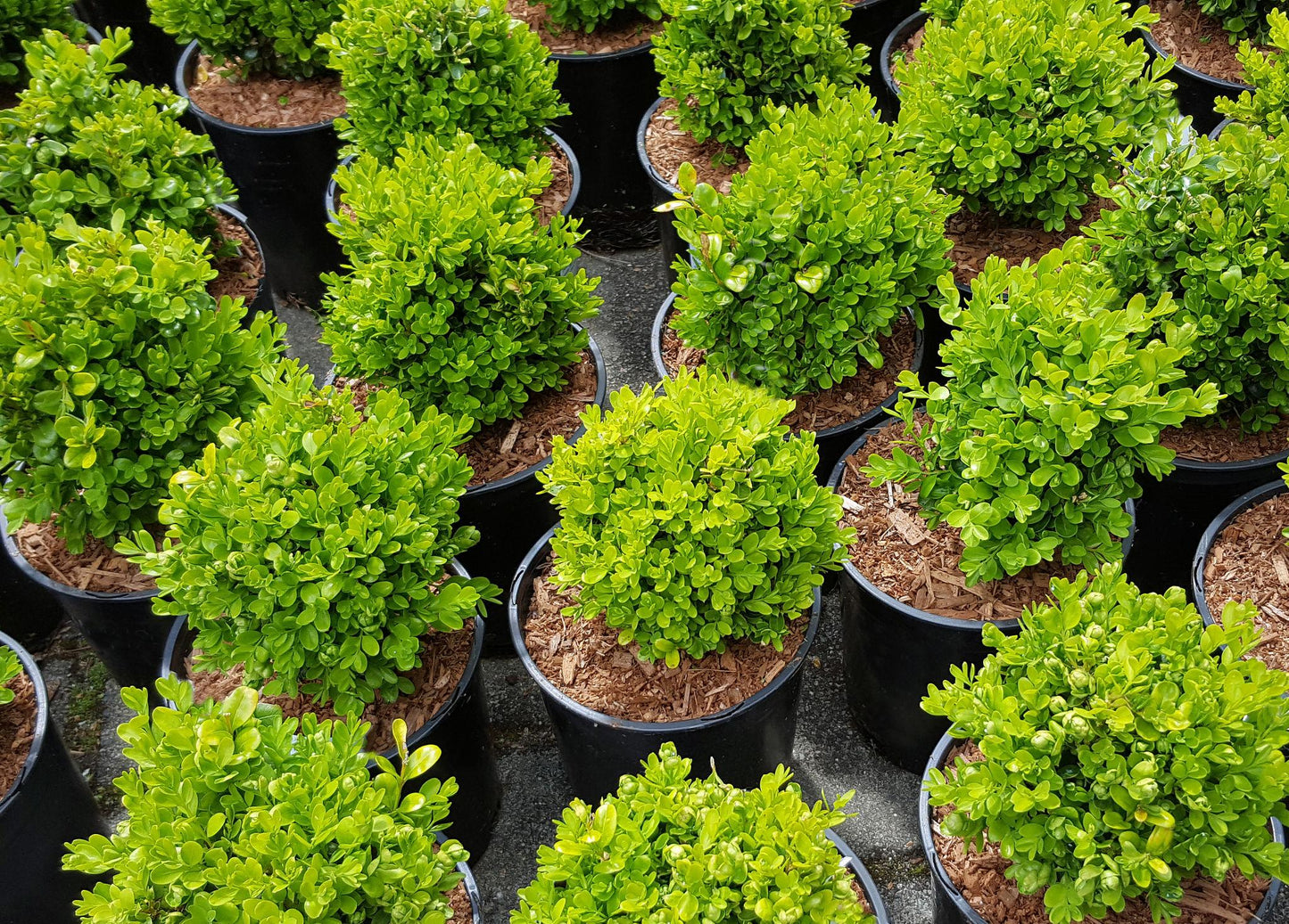 Wintergreen Boxwood Shrub – Cold Hardy Evergreen Hedge Plant for Landscaping, Borders & Topiary