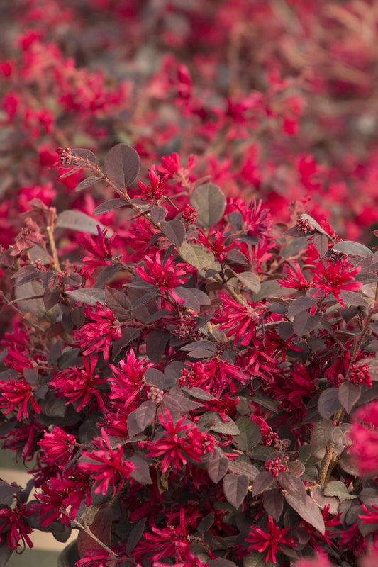Red Chocolate Loropetalum – Burgundy Evergreen Shrub with Red Fringe Flowers