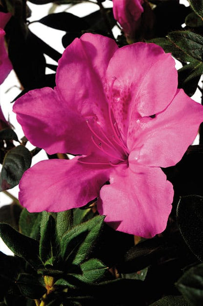 Autumn Sangria Encore Azalea – Flowering Evergreen Landscape Shrub