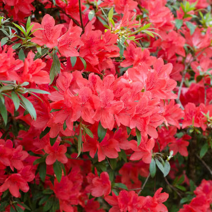 Fashion Azalea – Evergreen Shrub with Pink-Salmon Blooms