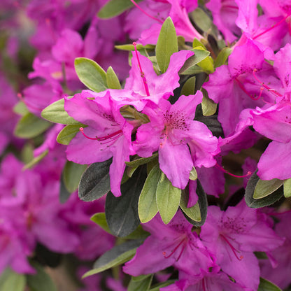 Southern Charm Azalea – Pink Evergreen Flowering Shrub for Partial Shade – Rhododendron Hybrid – Live Plant