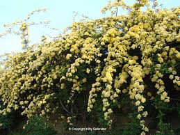 Lady Banks Rose – Thornless Climbing Rose with Cascading Yellow or White Blooms