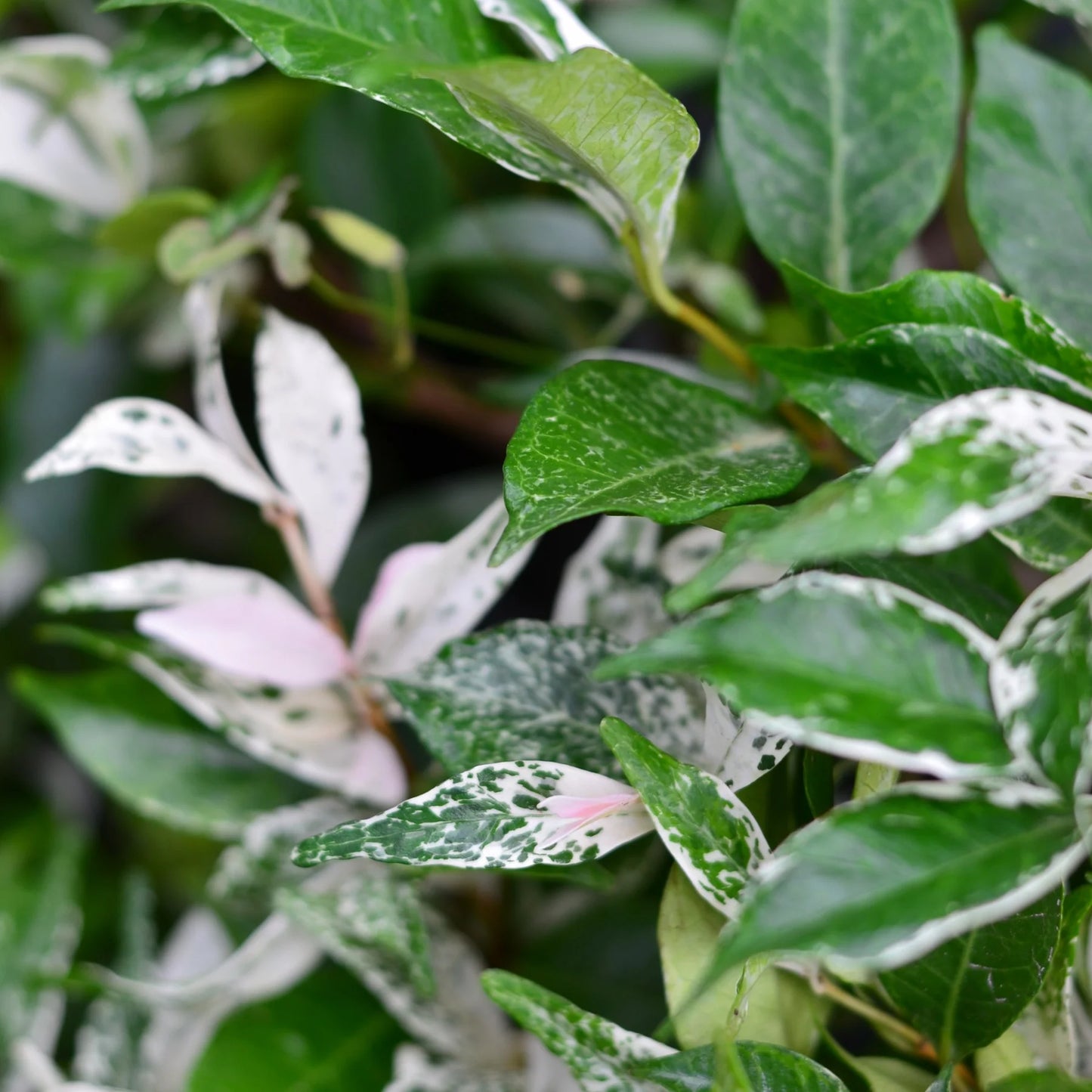 Variegated Star Jasmine – Fragrant Evergreen Climbing Vine with Cream-Green Foliage