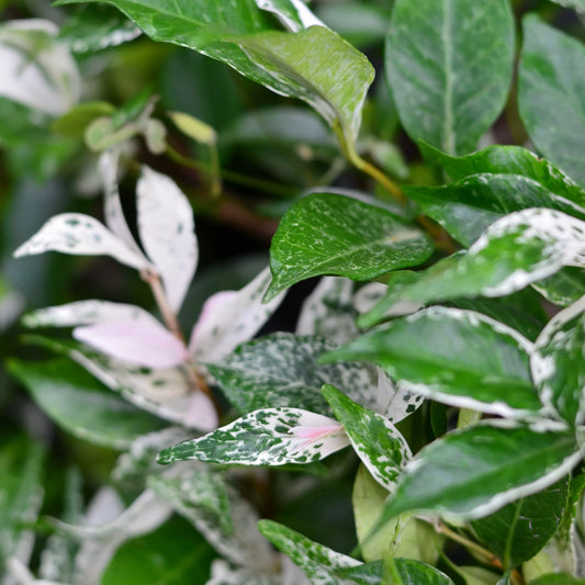Variegated Star Jasmine – Fragrant Evergreen Climbing Vine with Cream-Green Foliage