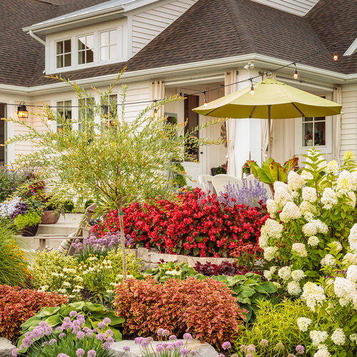 Bobo Hydrangea (Hydrangea Paniculata) – Compact White Flowering Shrub