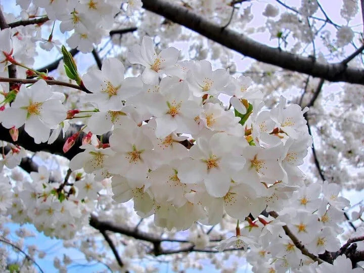 Yoshino Cherry Tree – Spring Flowering Ornamental