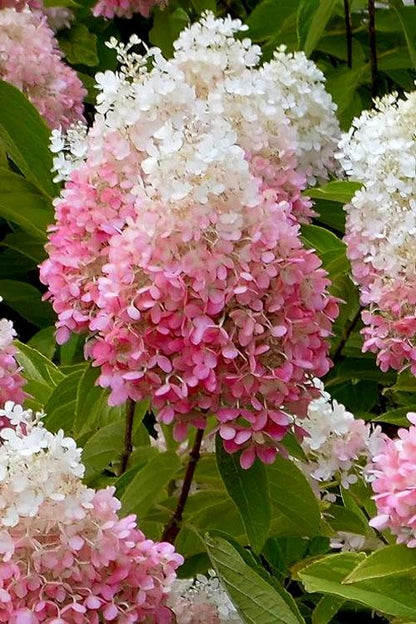 Strawberry Sundae Hydrangea – Pink & White Color Changing Flowering Shrub | Hydrangea paniculata ‘Rensun’
