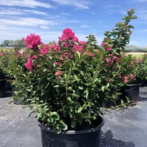 Pocomoke Crape Myrtle – Dwarf Pink Flowering Shrub