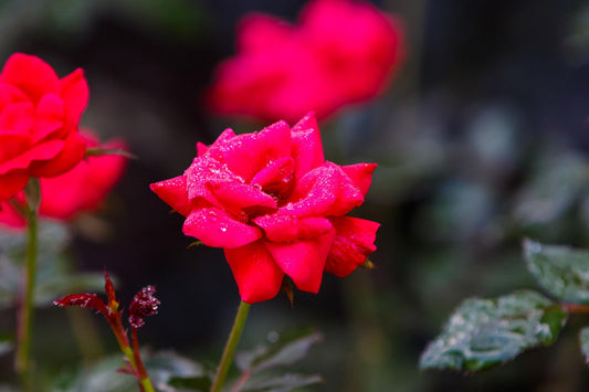 Red Knock Out  Rose – Continuous Blooming Hardy Landscape Shrub